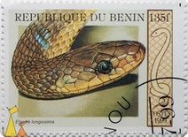 Culebra de Esculapio (Zamenis
              longissimus, Syn.: Elaphe longissima)