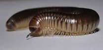 Milpi�s (Myriapoda)