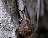 caracol de las rocas (Helicigona lapicida)
