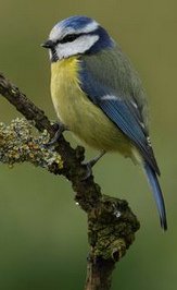 Herrerillo com�n (Cyanistes caeruleus,
              Syn.: Parus caeruleus)