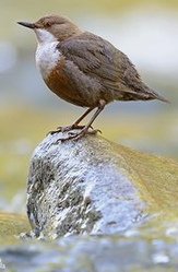 Mirlo
              acu�tico (Cinclus cinclus)