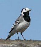 Lavandera
              blanca (Motacilla alba)