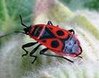 un chinche de la malva
                            (Pyrrhocoridae)