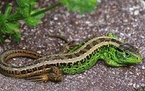 Lagarto �gil
              (Lacerta agilis)
