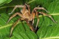 Ara�as: la tar�ntula (Lic�sidos - Lycosidae)