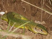 Lagarto verde occidental (Lacerta bilineata)