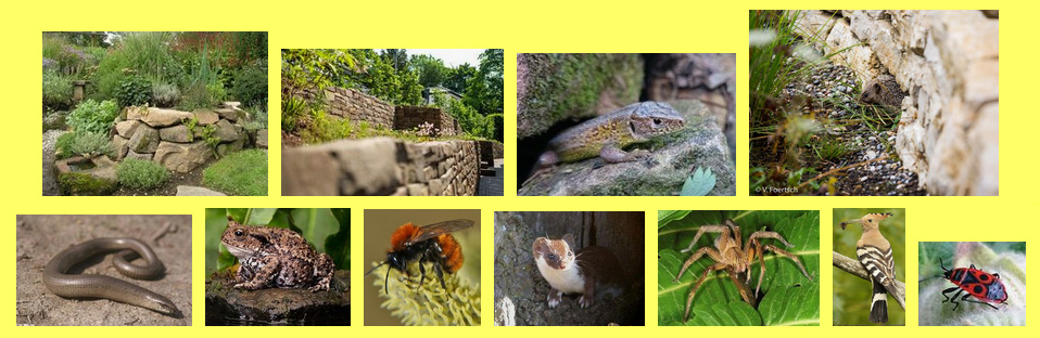 Animals on
                    a dry stone wall