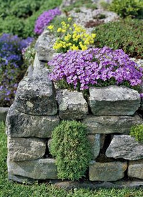 Muros secos con plantas pulviniformes