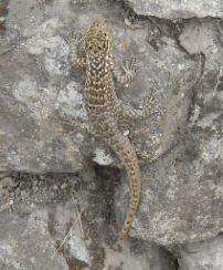 Machu Picchu, worker's
                                          houses with "normal"
                                          dry stone wall with a lizard