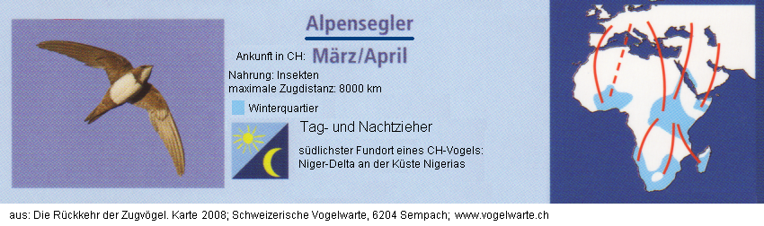 Alpensegler mit Sommer- und Winterquartier