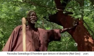 Yacouba zeigt
                      seinen ersten Baum, den er vor 38 Jahren gepflanzt
                      hat