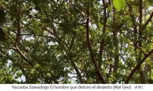 Der Wald
                      von Yacouba Sadabogo ist Schattenspender und
                      Windschutz 01