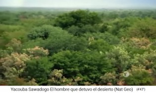 Der Wald
                      von Yacouba Sadabogo ist Schattenspender und
                      Windschutz 02