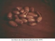 Eicheln,
                        Nahaufnahme