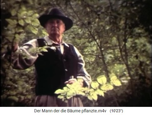 Buchen im
                    Eichenwald 01