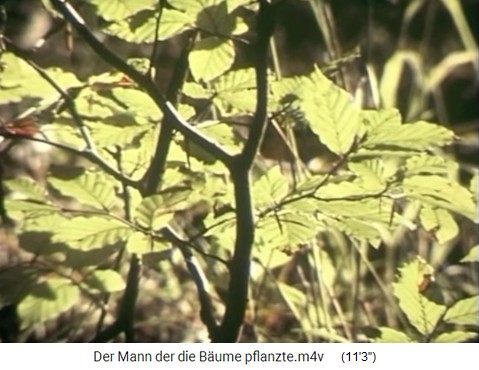 Buchen im
                    Eichenwald 03