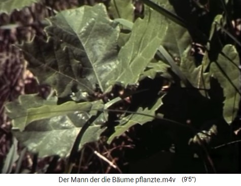 Kleiner
                    Eichenspross 03