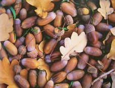 Eicheln mit
                  Eichenbl�ttern