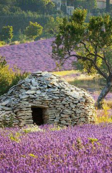 Steinh�tte / Sch�ferh�tte am Mont Ventoux