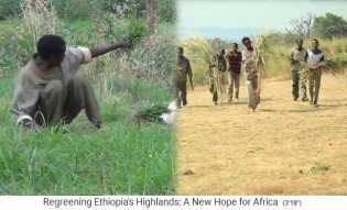Provincia de
                      Amhara: la hierba se corta y se lleva a casa para
                      el ganado.