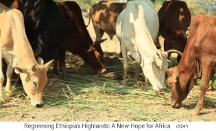 Provincia de Amhara: Las
                      vacas de la granja comen hierba puesta 02 y dan
                      M�S leche que siendo libre en el pasaje