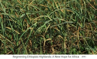 Provincia
                    de Tigray: Las cebollas crecen en terrazas y tambi�n
                    �rboles frutales.