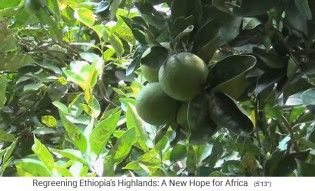 Provincia
                    de Tigray: Las cebollas crecen en terrazas y tambi�n
                    �rboles frutales.