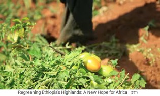 Die Provinz Oromia in �thiopien hat eine
                        neue Kleinfelderwirtschaft mit frischem Gem�se