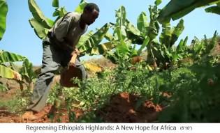 La provincia de Oromia en Etiop�a tiene una
                      nueva agricultura de campos peque�os con verdura
                      fresca - o con �rboles de banano alrededor