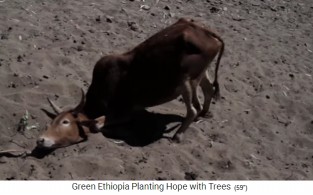 �thiopien, Kuh kratzt sich in der W�ste