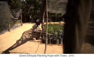 Baumschule 04: Kleine
                        B�ume sind in Plastik rundrum