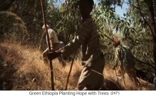 Der Wald
                        von Boreta Gerado Dengego 02, eine Gruppe ist im
                        Waldesinnern