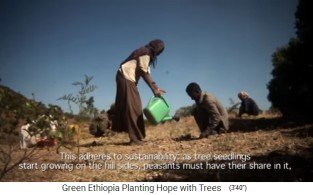 Cuidado de los
                                  �rboles 01, riego diario