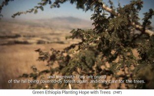 Der Wald von Boreta
                                  Gerado Dengego 04