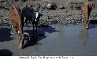 El
                      abrevadero para las vacas