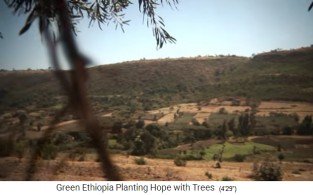 Pendiente de monta�a con bosque 1