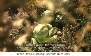 El repollo crece
                      en un campo