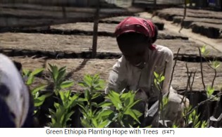 Una mujer cuida las pl�ntulas de los �rboles