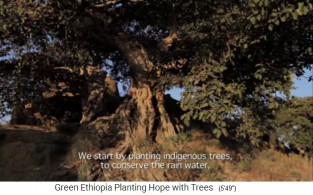 Un
                      �rbol de algarrobo en Etiop�a