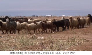 Jordanien, eine Schafherde auf
                      W�stenboden 01