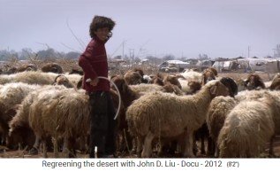 Jordanien, eine Schafherde auf W�stenboden 02
                      mit Elendsviertel im Hintergrund