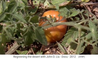 Jardn de permacultura en Jordania,
                    maduran tomates
