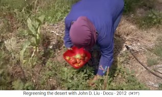 Cosecha de tomates en
                    el jardn de permacultura en Jordania