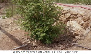 Jordania con un jardn de permacultura, un
                    arbusto con material orgnico (mull) alrededor - el
                    material orgnico (mull) fue puesto 01