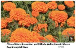 China Lutjan: Felder mit
                                Tagetes in Orange