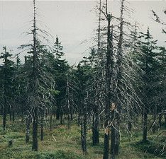 Geschw�chter, anf�lliger Wald im �stlichen
                        Erzgebirge