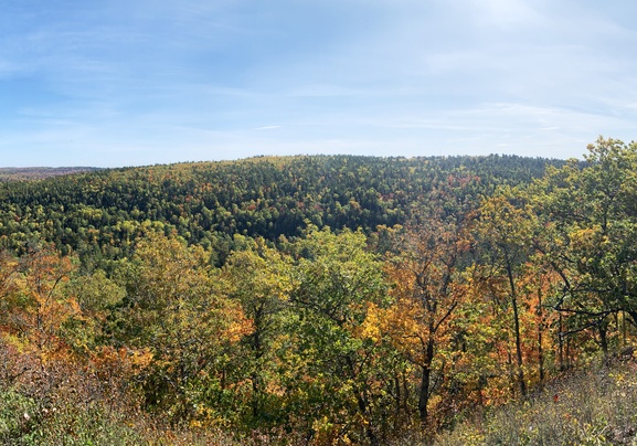 Bosque de
                    hojas caducas en oto�o en Michigan