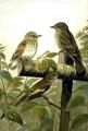 Spotted
                          flycatcher -- Grauschnepper