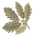 Leaves of sessile oak -- Bl�tter der
                            Traubeneiche