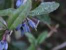 Ice berry: the shrub
                        with berries -- Eisbeere